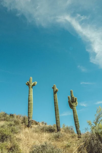 Saguaors Stående Högt Sonoran Desert — Stockfoto