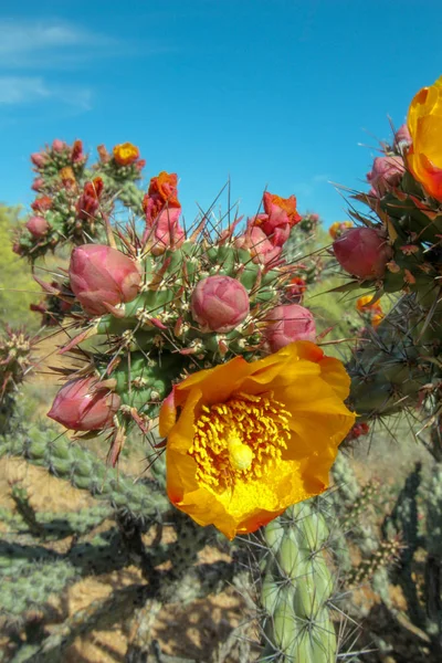 Cactus Cholla Amarilla Flores Scottsdale Arizona — Foto de Stock
