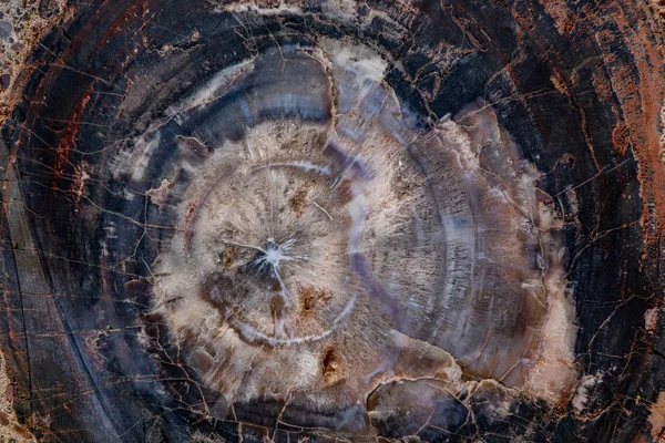 霍尔布鲁克石化木材的黑片 — 图库照片