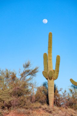 Scottsdale Saguaro Ayla Duruyor