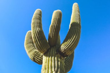Arizona çölünde büyük bir Saguaro arıyorum.