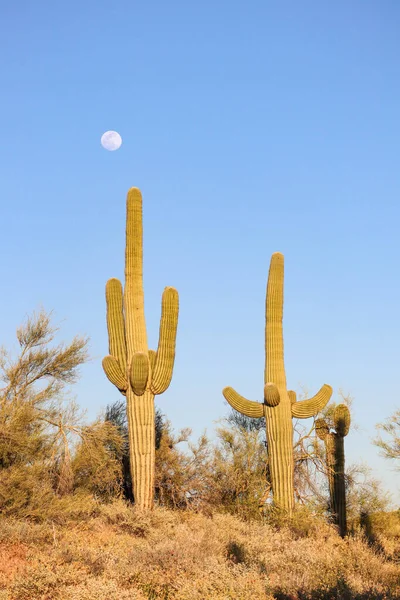 Saguaros Står Med Månen Scottsdale Arizona — Stockfoto