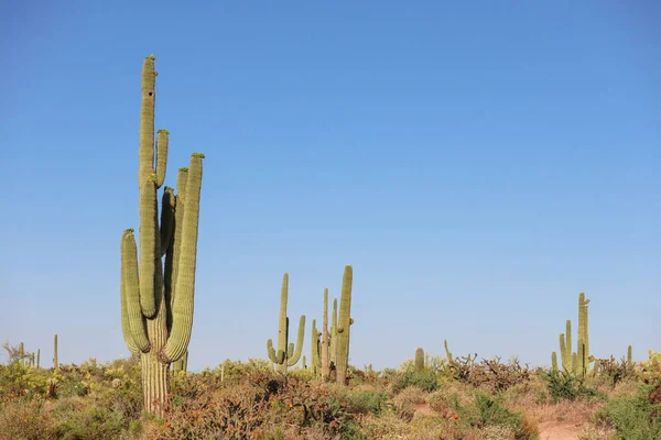 Saguaros Napon Scottsdale Ben Arizona — Stock Fotó