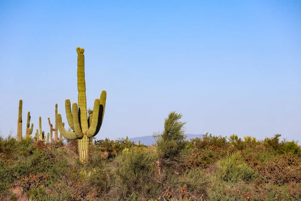 Arizona Saguaros Güneşte — Stok fotoğraf