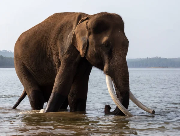 The Indian elephant is one of three extant recognised subspecies of the Asian elephant and native to mainland Asia