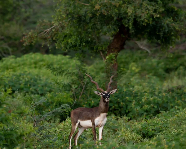 다랭이는 Antilope 유일하게 현존하는 종이다 — 스톡 사진