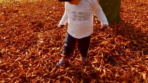 Liebenswerter zweijähriger Junge sucht Kastanien in umgefallenen Blättern — Stockvideo