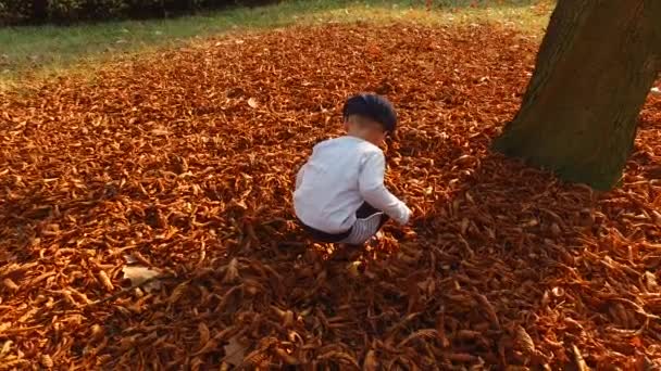 2歳の男の子が秋の公園で栗を探して拾う — ストック動画