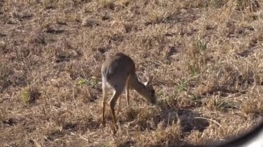 Bebek Impala namı diğer, Afrika Savanasının Çayırında Buzağı Yiyen Çimen, Kapat