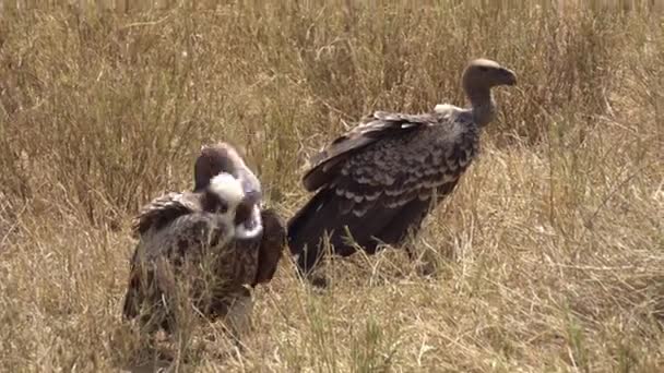 非洲草原草场上的非洲秃鹫夫妇，鸟类近缘 — 图库视频影像