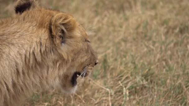 Young Lion aka Cub Head Close Up Slowmotion. Animali africani in habitat naturale — Video Stock