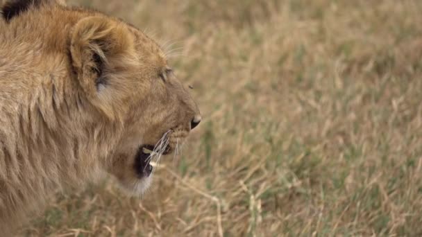 Slowmotion Close Up of Young Lion Head. Wild Animal in Natural Habitat, Tanzania — Stock Video
