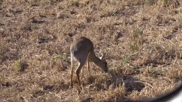 Дитина Impala aka Calf Eating Grass in Pasture of African Savanna, Close Up — стокове відео