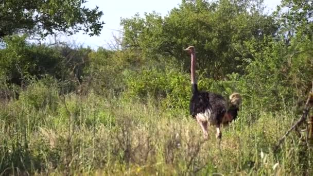 Strauß im Nationalpark Tansania. Afrikanische Safari — Stockvideo