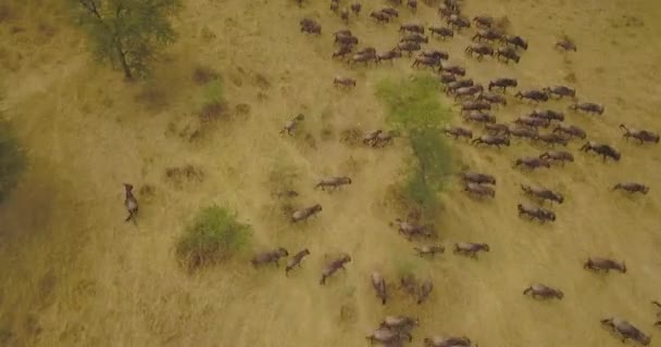 Вид з повітря на велику стадо вільдебістів у саванні національного парку в Африці. — стокове відео