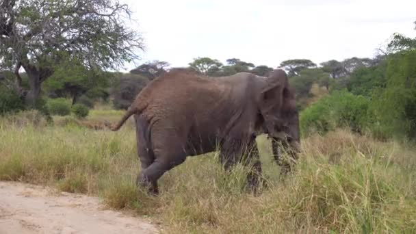 Elefantpromenader i Savannah i Tanzania nationalpark — Stockvideo