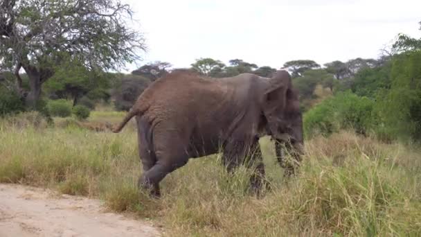 Elefante caminando en el Parque Nacional Savannah of Tanzania — Vídeo de stock