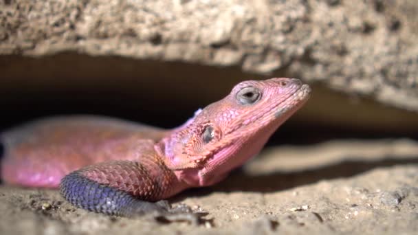 Primer plano de Pink Mwanza Flat Headed Rock Agama Lizard, Animal en hábitat natural — Vídeos de Stock