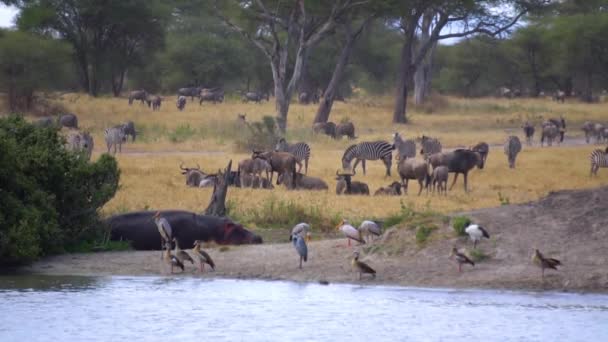 Lentidão de Diferentes Espécies de Animais Por Rio Vivendo em Harmonia, África — Vídeo de Stock