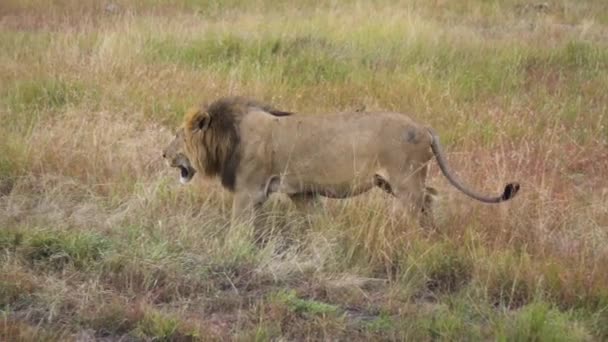 Медленное движение взрослого льва, гуляющего на пастбище африканской саванны — стоковое видео
