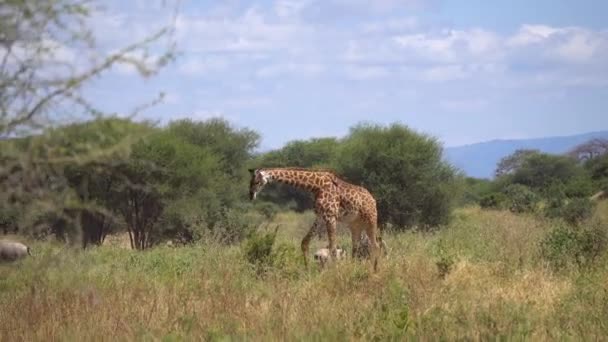 La Giraffa Passeggiata nel Parco Nazionale di Savannah della Tanzania, Safari Africano — Video Stock