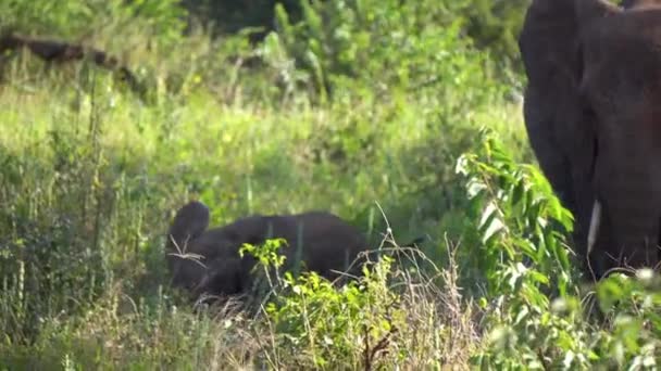 Bezerro aka bebê elefante com sua mãe comendo grama na savana do parque nacional — Vídeo de Stock