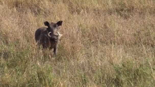 アフリカのサバンナの牧草地に立っている間、 Warthogはカメラに直接見て — ストック動画