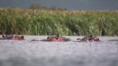 Doğal ortamda Hippopotamus sürüsü. Nehirdeki Su Aygırı, Ağır çekim 120fps