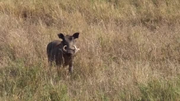 Warthog debout dans les prairies de savane africaine. Animaux dans l'habitat naturel — Video