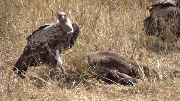 Movimento lento do pássaro do abutre que está sobre o animal morto que prepara-se para alimentar — Vídeo de Stock