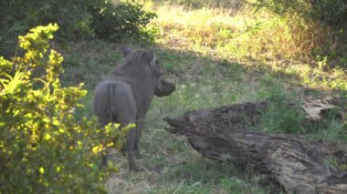 Tanzanya Ulusal Parkı Savanna 'da Yabandomuzu Yiyen Çimen, Yakın