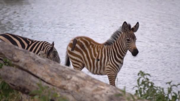 Zebra és Madár a Tanzániai Nemzeti Parkban, Lassú Mozgás — Stock videók
