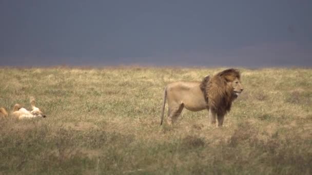 Ενώ οι Καμπς κοιμούνται στο λιβάδι γέρικο λιοντάρι βλέποντας τα περίχωρα, 120fps αργή κίνηση — Αρχείο Βίντεο