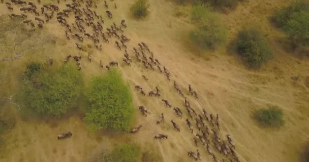 Widok z lotu ptaka. Zwierzęta w migracji w Savanna w Tanzanii, Afryka — Wideo stockowe