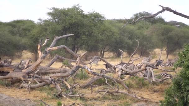 Cebras y ñus en cámara lenta en el Parque Nacional Savannah of Tanzania — Vídeo de stock