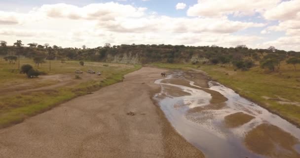 Aeronave de elefante africano em pé junto ao pequeno rio no Parque Nacional da Tanzânia — Vídeo de Stock