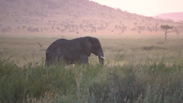 Éléphant dans la savane africaine, véhicule touristique sur route poussiéreuse après le coucher du soleil — Video