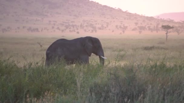 Afrika Savanasındaki Fil, Tozlu Yol 'daki Turistik Araç Gün Batımından Sonra — Stok video