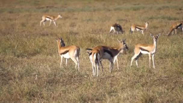 インパラ・アンテロープ・ヘルドのスローモーション。アフリカのサバンナの牧草地のガゼル — ストック動画