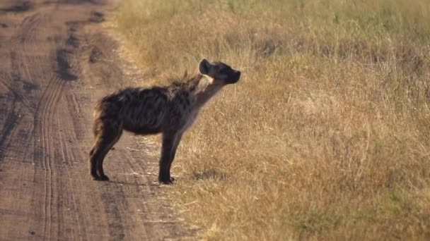非洲草原尘土飞扬路上的斑点鬣狗，慢动作 — 图库视频影像