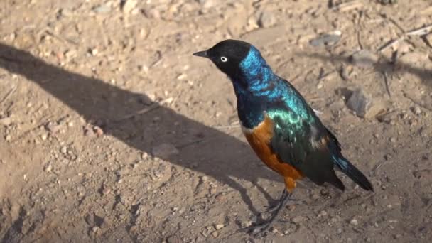 Pássaro estrelado soberbo Parque Nacional da Tanzânia África Habitat natural, câmera lenta — Vídeo de Stock