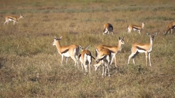 Slow Motion 120fps of Gazelle Herd in Pasture. Импала Антилопа Натуральный Хабитат — стоковое видео