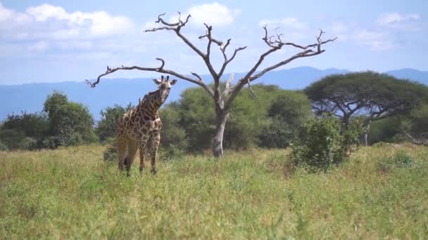 Jirafa solitaria en Savannah del Parque Nacional en Tanzania, África, Slowmotion — Vídeo de stock