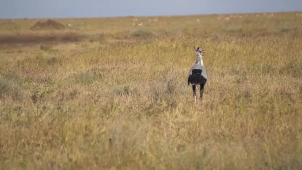 Secretarybird Slowmotion 120fps, Bird Walking in Savannah of Tanzania. — Stock Video