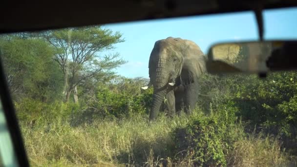 Elefantätande gräs i Savannah i Tanzania nationalpark. Afrikansk safari — Stockvideo