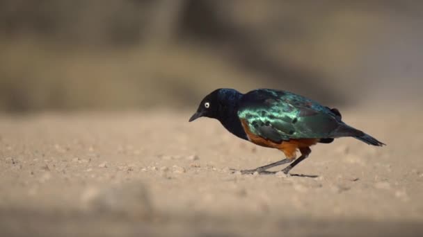 Colorful Superb Starling Bird Feeding Close Up Slow Motion — Stock Video