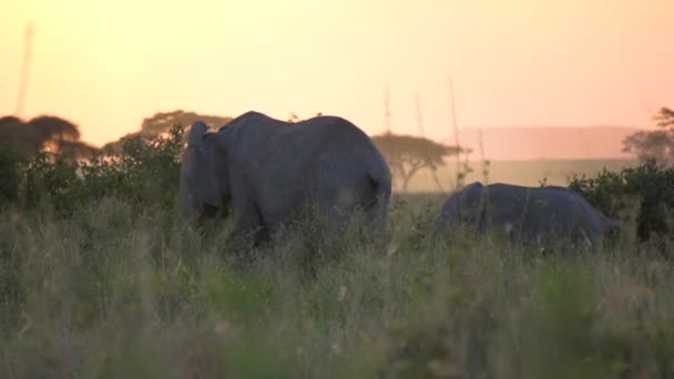 Elefante africano comiendo después de la puesta del sol en cámara lenta. Parque Nacional Tanzania — Vídeos de Stock