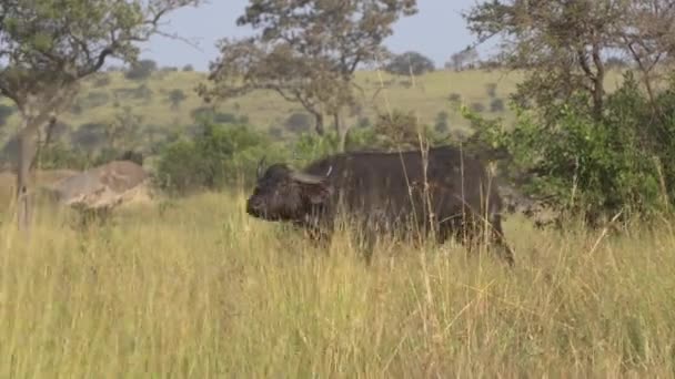 Afrykański Las Buffalo na pastwisku rezerwatu przyrody, Afrykańska Savanna Safari — Wideo stockowe