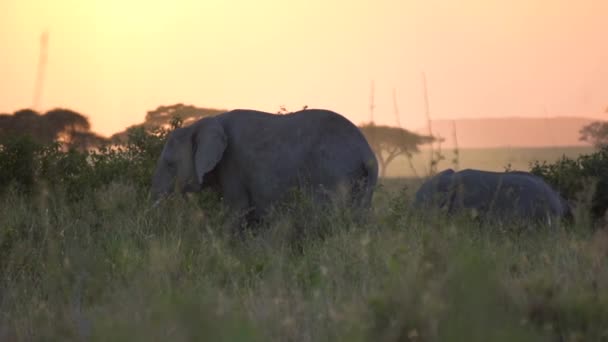 Elefante em Twilight Slow Motion. Alimentação animal após o pôr do sol, na Tanzânia África — Vídeo de Stock