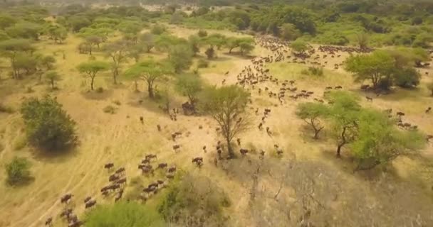 Vista aérea do drone do rebanho de gnus na migração em Savannah, Safari Africano — Vídeo de Stock